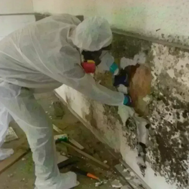 Mold Remediation and Removal in Hudson Bend, TX